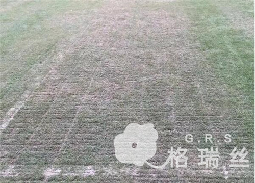 天然草足球场